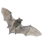 bat flying