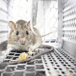 rat exterminator orlando