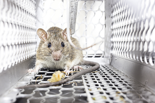 rat trap orlando