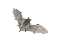 Bats
