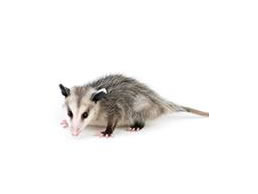 Opossums