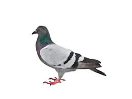 Pigeons