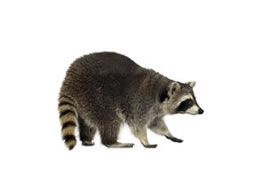 Raccoons