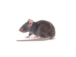 Rats