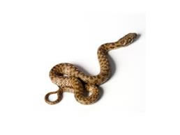 Snakes