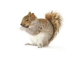 Squirrels