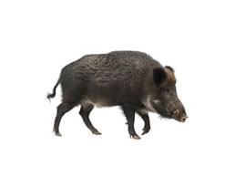  Wild Hogs